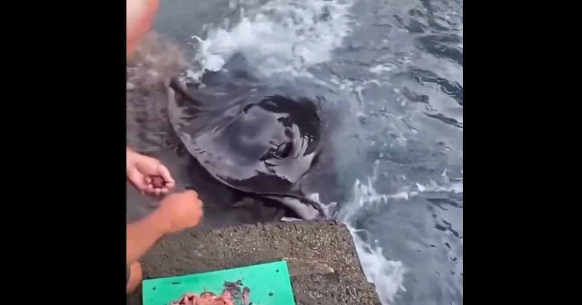 Kanaren-Video: Rochen frisst Mann auf La Gomera aus der Hand
