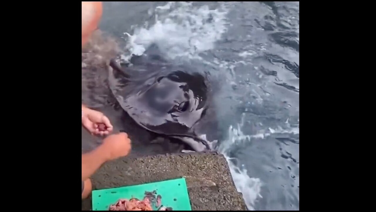 Kanaren-Video: Rochen frisst Mann auf La Gomera aus der Hand