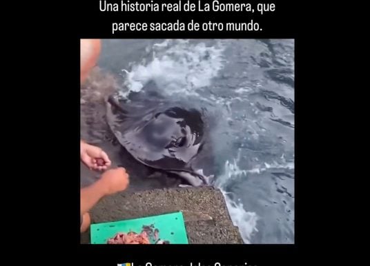 Kanaren-Video: Rochen frisst Mann auf La Gomera aus der Hand