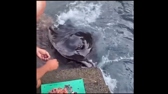 Rochen Mann La Gomera Hand