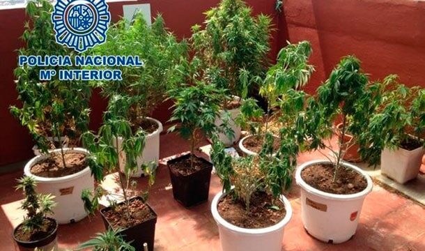 Polizei hebt Cannabis-Plantage aus
