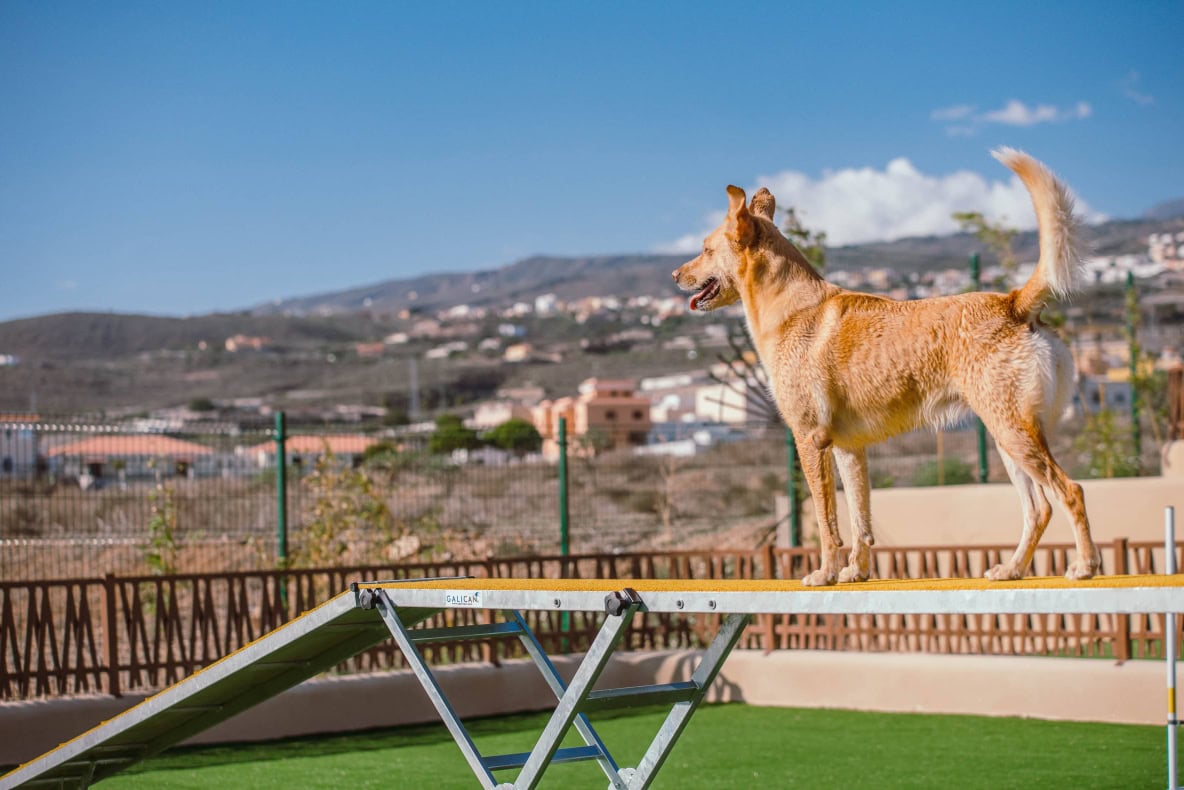 Mascot Ressort Teneriffa Hunde-Hotel Agility