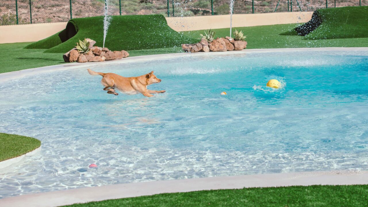 Wellness für Tiere: Erstes Hunde-Hotel auf Teneriffa eröffnet