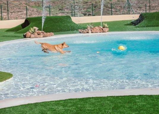 Mascot Ressort Teneriffa Hunde-Hotel Agility Pool