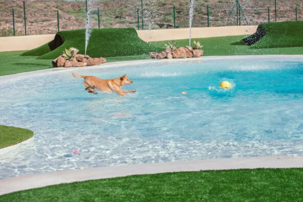Wellness für Tiere: Erstes Hunde-Hotel auf Teneriffa eröffnet