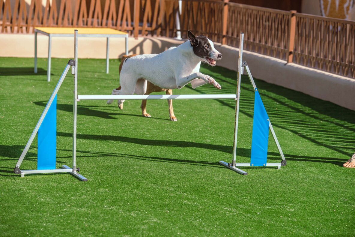 Mascot Ressort Teneriffa Hunde-Hotel Agility Sprung