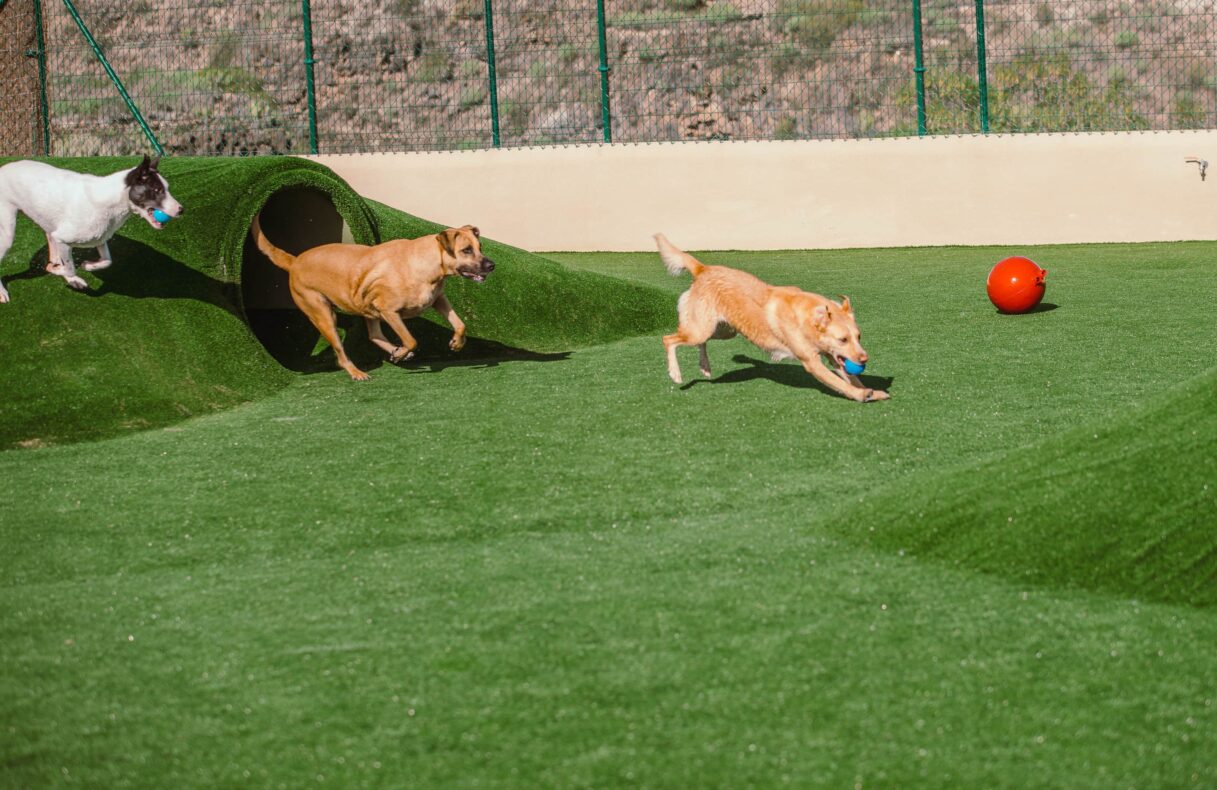 Mascot Ressort Teneriffa Hunde-Hotel Spielplatz