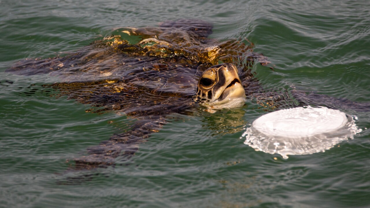 Meeres-Schildkröten verfangen sich in Wetterballons der Kanaren