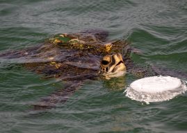 Mit Daten und KI: Kanaren sagen Müll im Meer den Kampf an