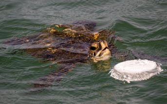 Meer Schildkröte Müll Wasserschildkröte Atlantik