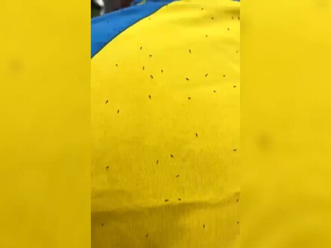 Mücken Gran Canaria UD Las Palmas