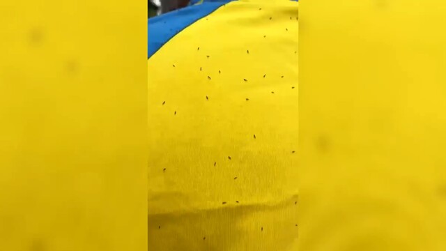 Mücken Gran Canaria UD Las Palmas