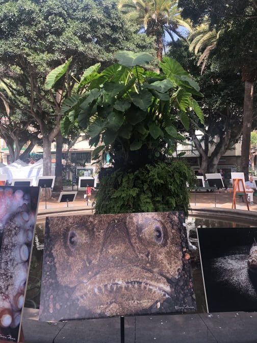 Müll Wasser Info Teneriffa Meer Tiere Portrait