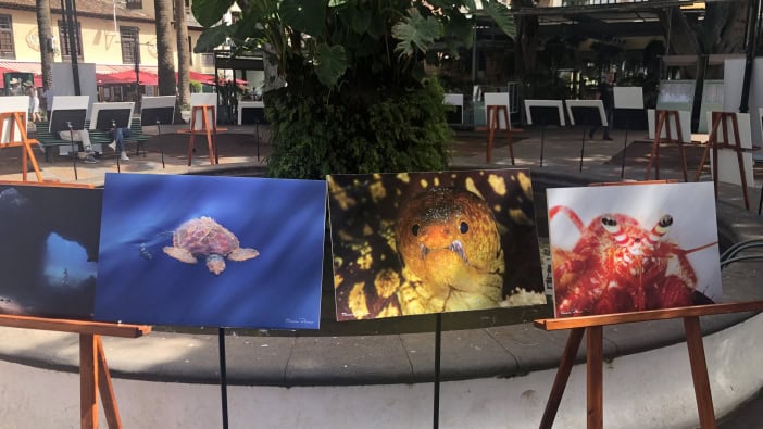 Müll Wasser Info Teneriffa Meer Tiere Portraits