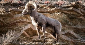 Mufflon Teide Teneriffa