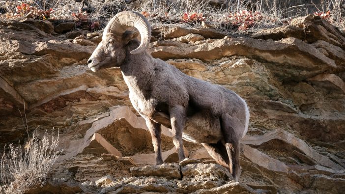 Teneriffa will deutsche Mufflons binnen 5 Jahren ausrotten