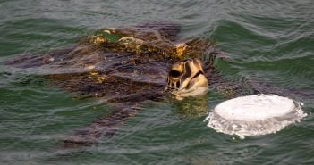 Meer Schildkröte Müll Wasserschildkröte Atlantik