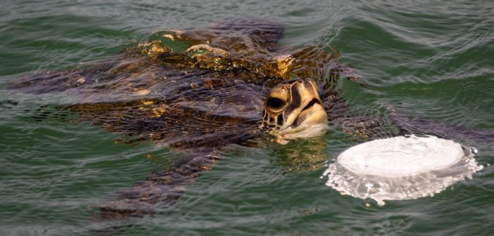 Meer Schildkröte Müll Wasserschildkröte Atlantik