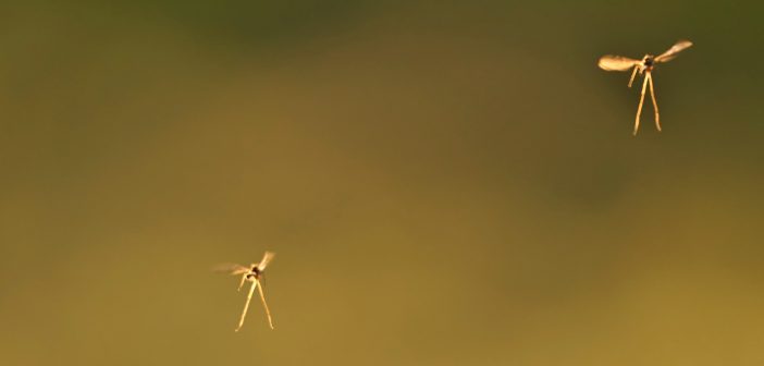 Gelbfieber-Gefahr: Zika-Mücke auf Teneriffa entdeckt
