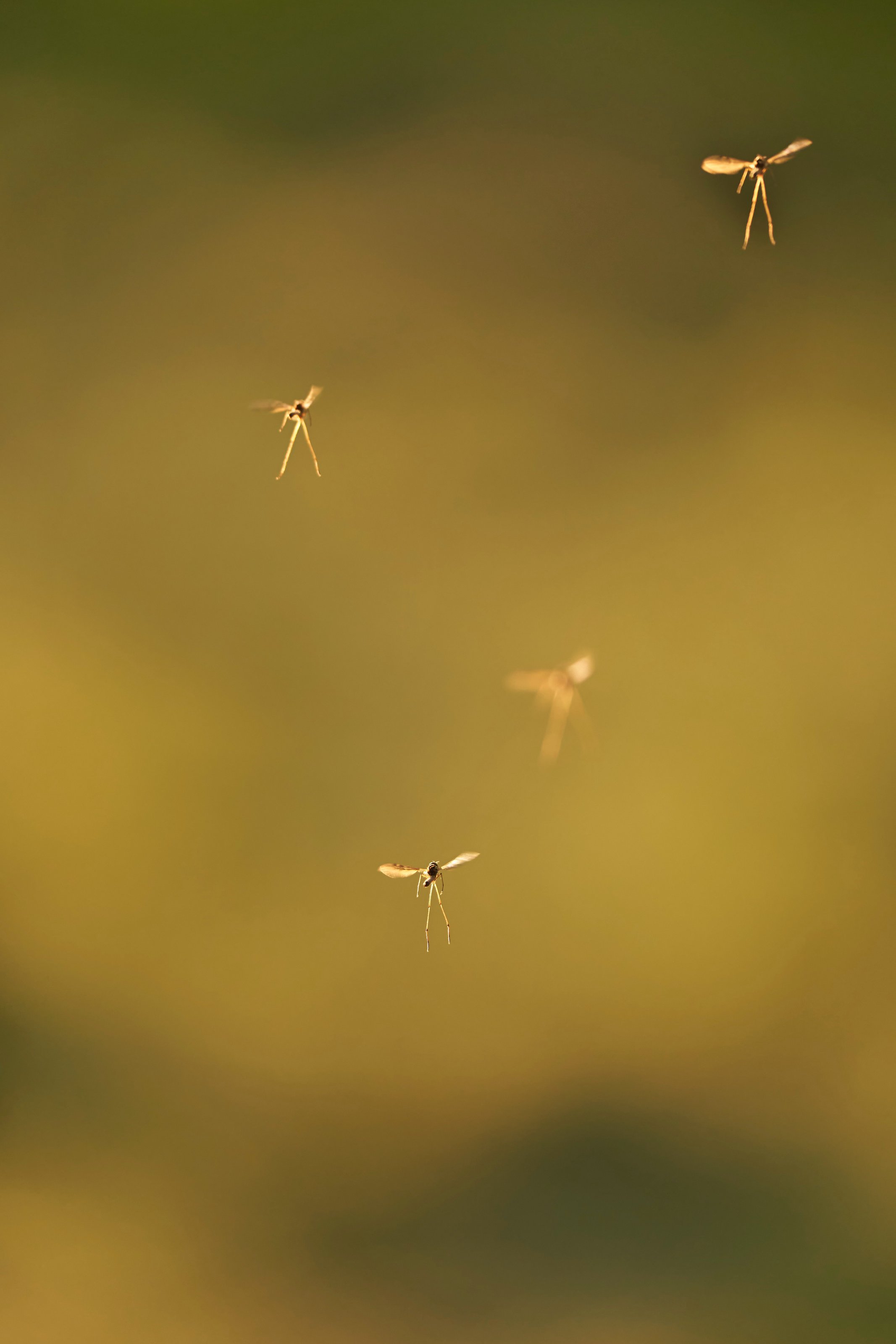 Moskito Mücken Kanaren