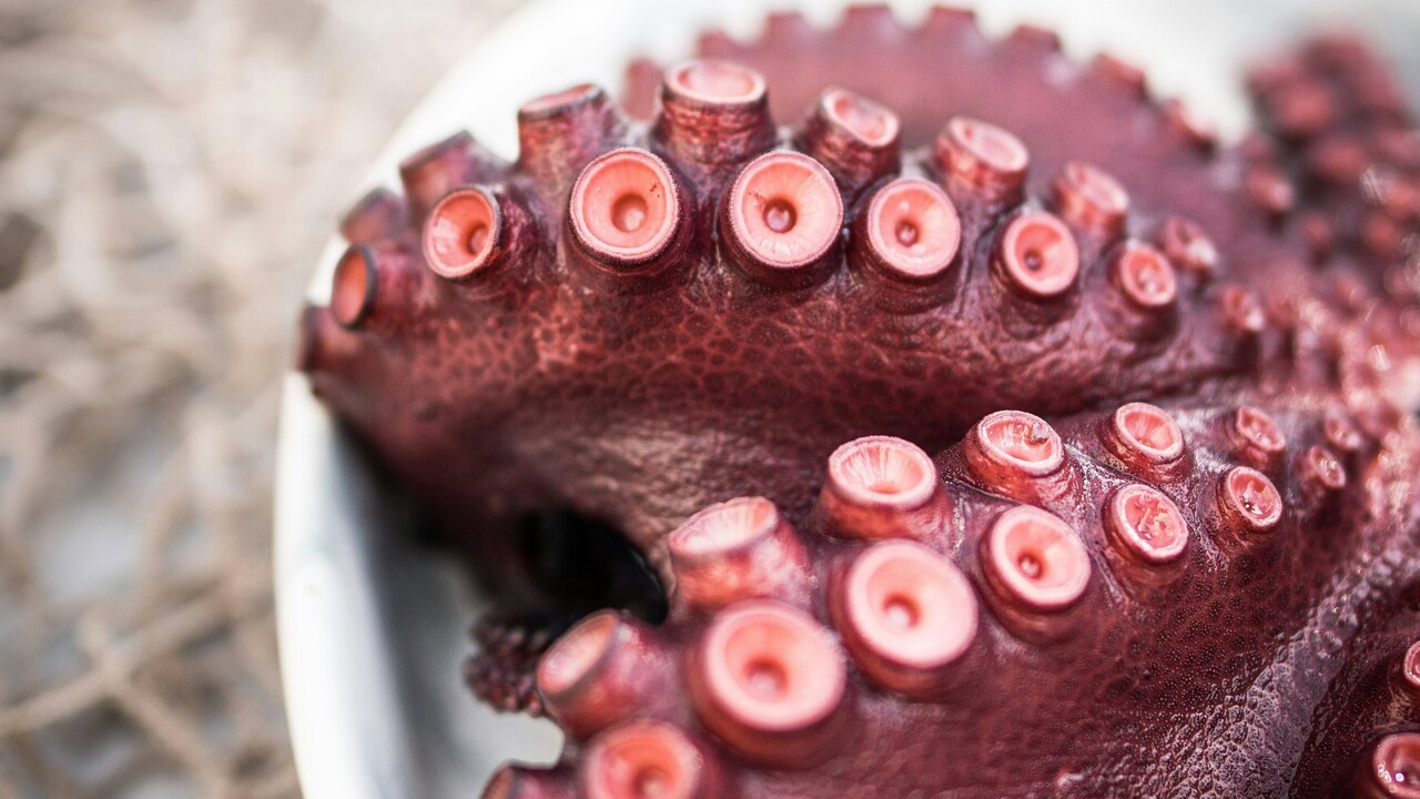 28.000 Tonnen Futter nötig: Kanaren wollen riesige Oktopus-Farm bauen lassen