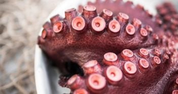 Oktopus Teller Kanaren