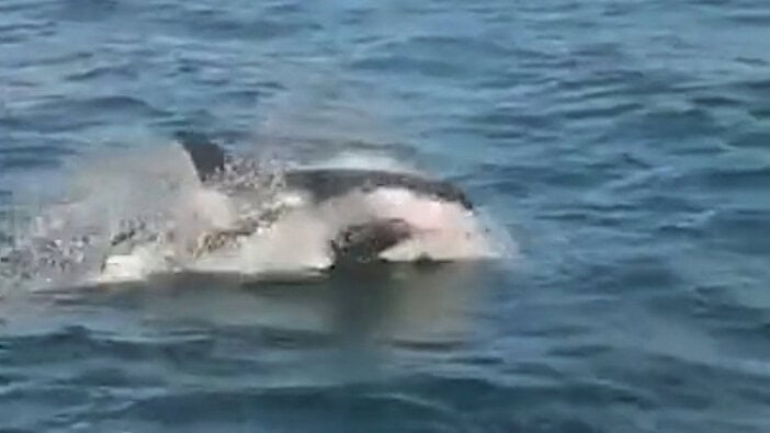 Orca-Angriff Boot Spanien