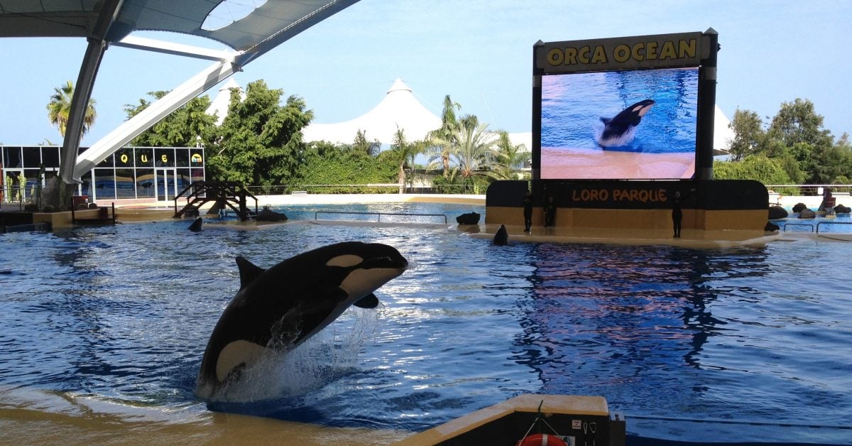 „Rufschädigung“: Loro Parque auf Teneriffa geht deutschen Reise-Riesen an