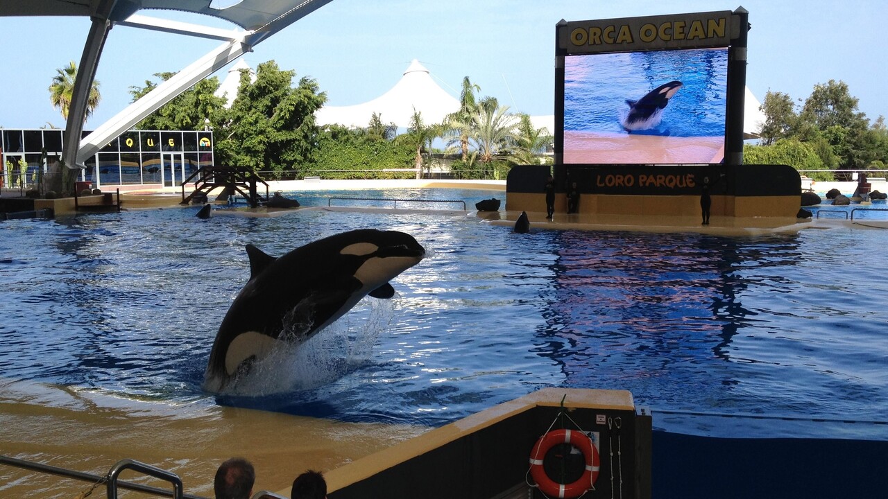Frankreich will Marineland-Orcas „schnell“ in Loro Parque auf Teneriffa bringen