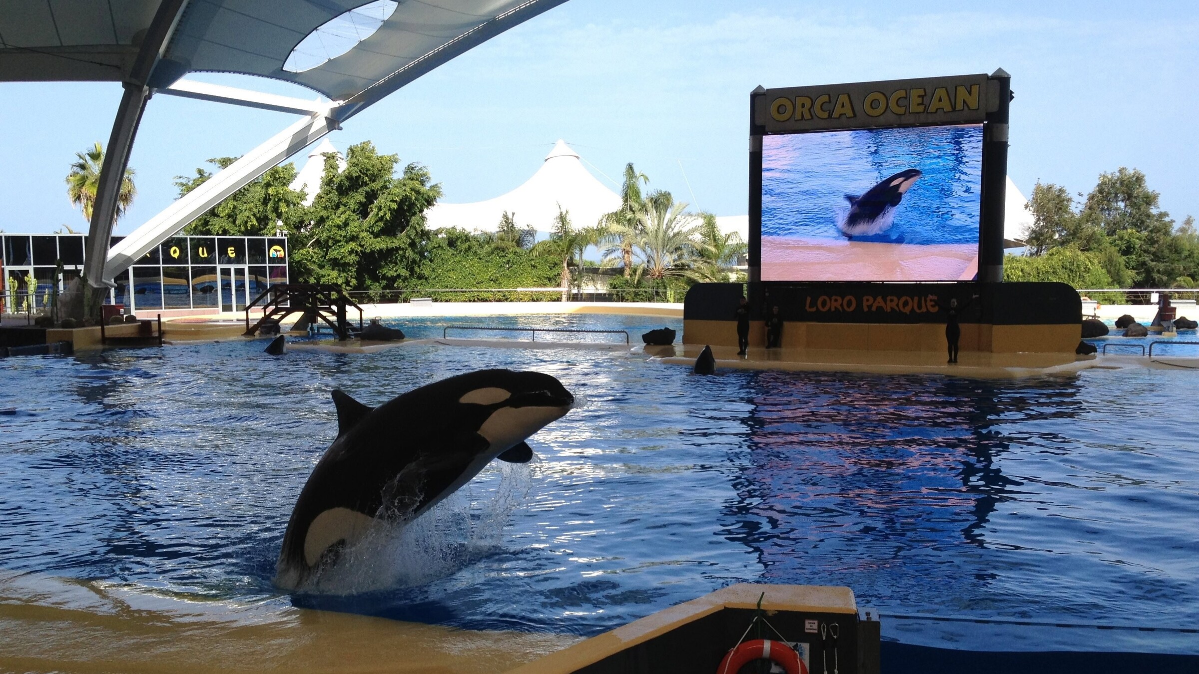 Marineland-Orcas fliegen in den Loro Parque auf Teneriffa