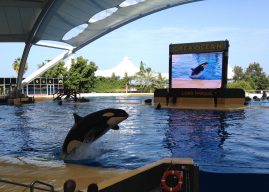 Frankreich will Marineland-Orcas „schnell“ in Loro Parque auf Teneriffa bringen