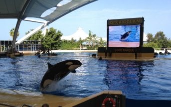 Orca Loro Parque