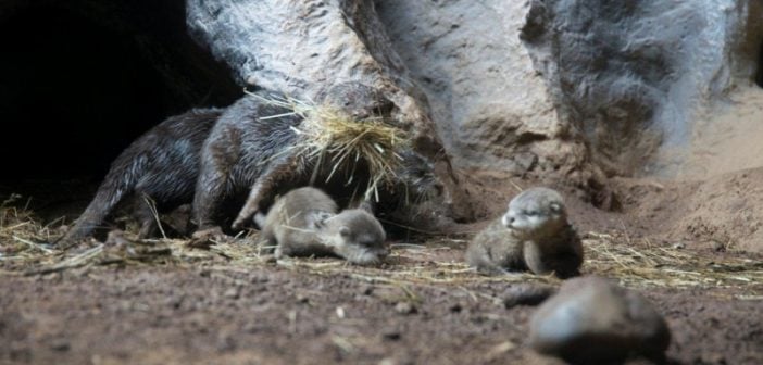Otter-Babys Loro Parque Teneriffa