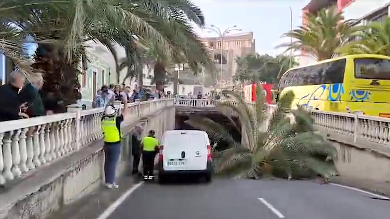 Las Palmas: In Gran Canarias Hauptstadt fallen die Palmen um