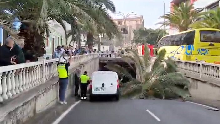 Palme umgefallen Las Palmas Gran Canaria