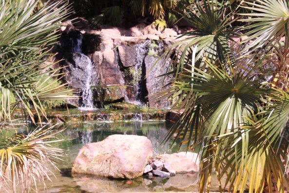 Palmetum Teneriffa Santa Cruz Wasser