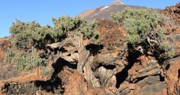 Patriarca Juniperus Cedrus Zeder Teneriffa