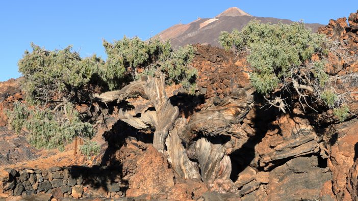 Der älteste Baum Europas steht auf Teneriffa – das ist er