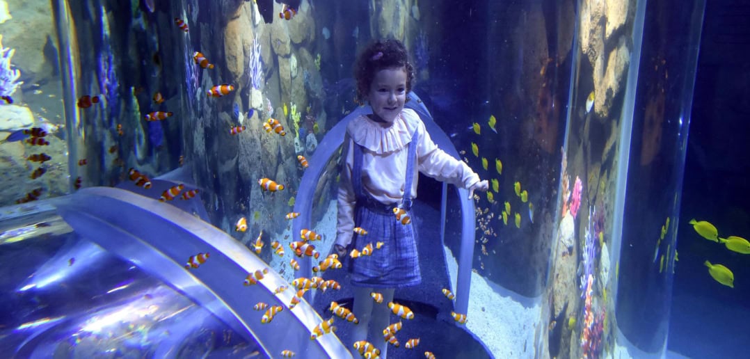 Poema del Mar Gran Canaria Clownfische