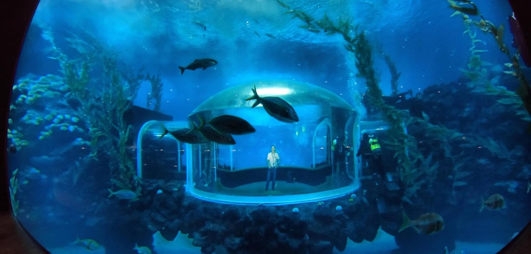 Poema del Mar Gran Canaria Aquarium Durchgang