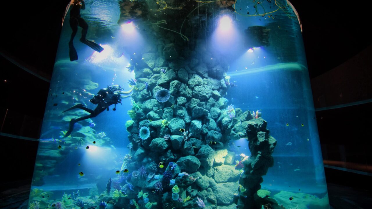 Poema del Mar – Alle Infos zum Mega-Aquarium auf Gran Canaria