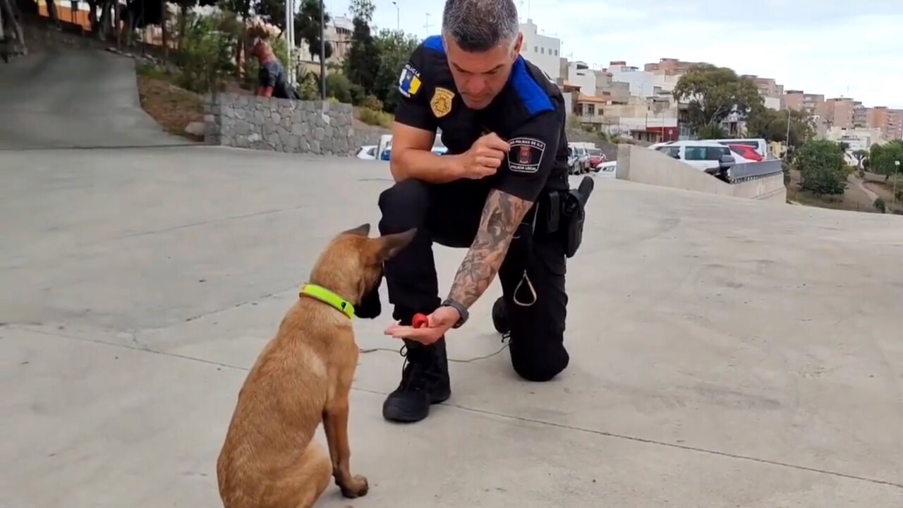 Welpen-Schule: So tapsig ist Gran Canarias neuer Polizei-Spürhund