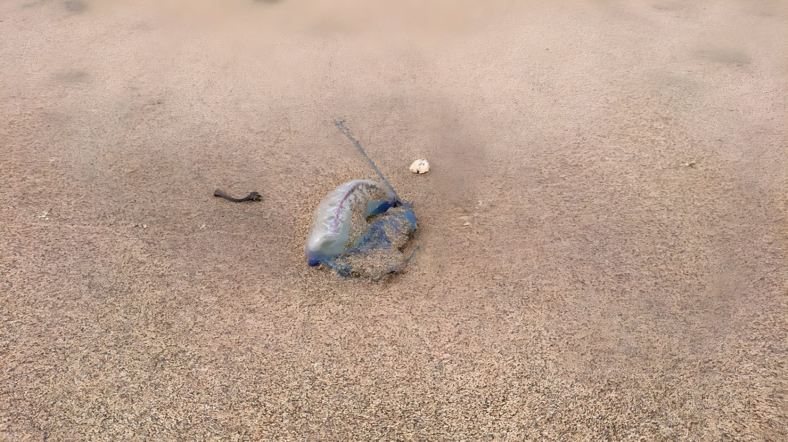 Portugiesische Galeeren vor Teneriffa entdeckt – Schwimmer im Krankenhaus