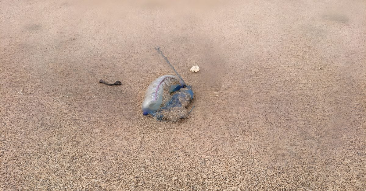 Achtung! Portugiesische Galeere am Teresitas-Strand auf Teneriffa entdeckt