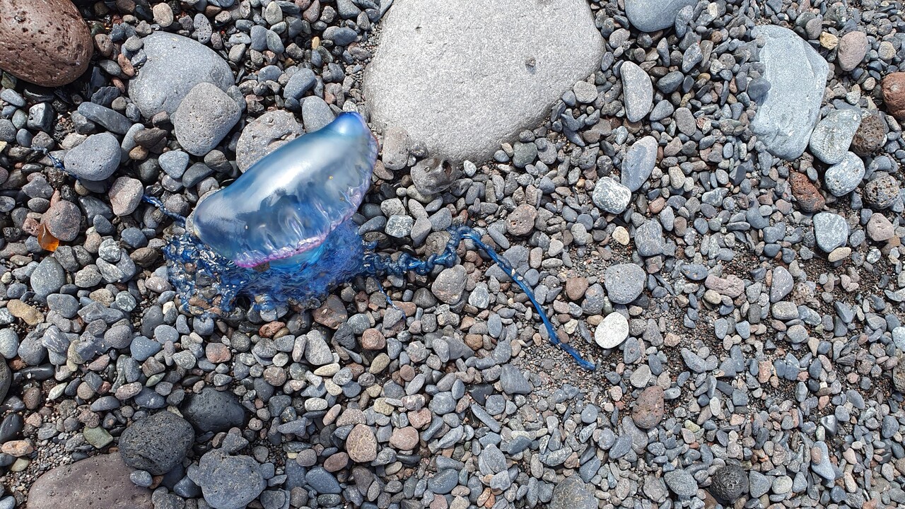 Portugiesische Galeeren vor Teneriffa – Schwimmer im Krankenhaus