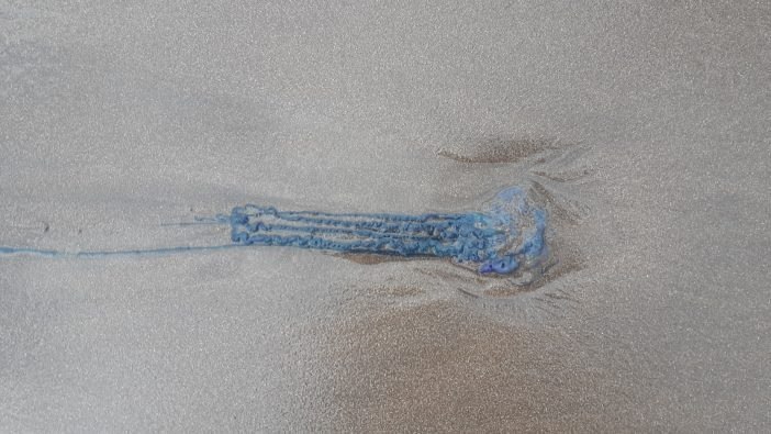 Erneut Portugiesische Galeeren auf Teneriffa entdeckt