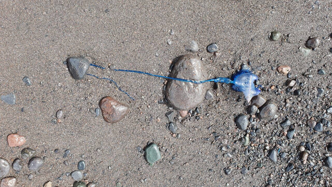 Portugiesische Galeere an Stränden auf Teneriffa entdeckt