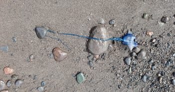 Portugiesische Galeere Tentakel