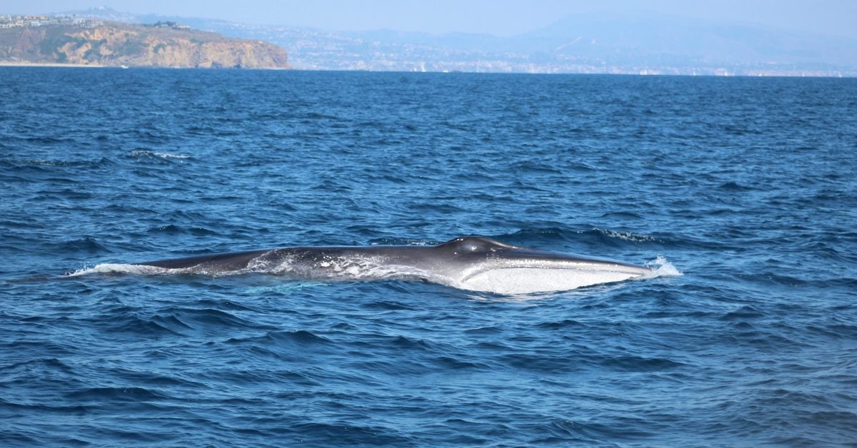 Toter Wal vor Gran Canaria entdeckt – Haie erschweren Bergung