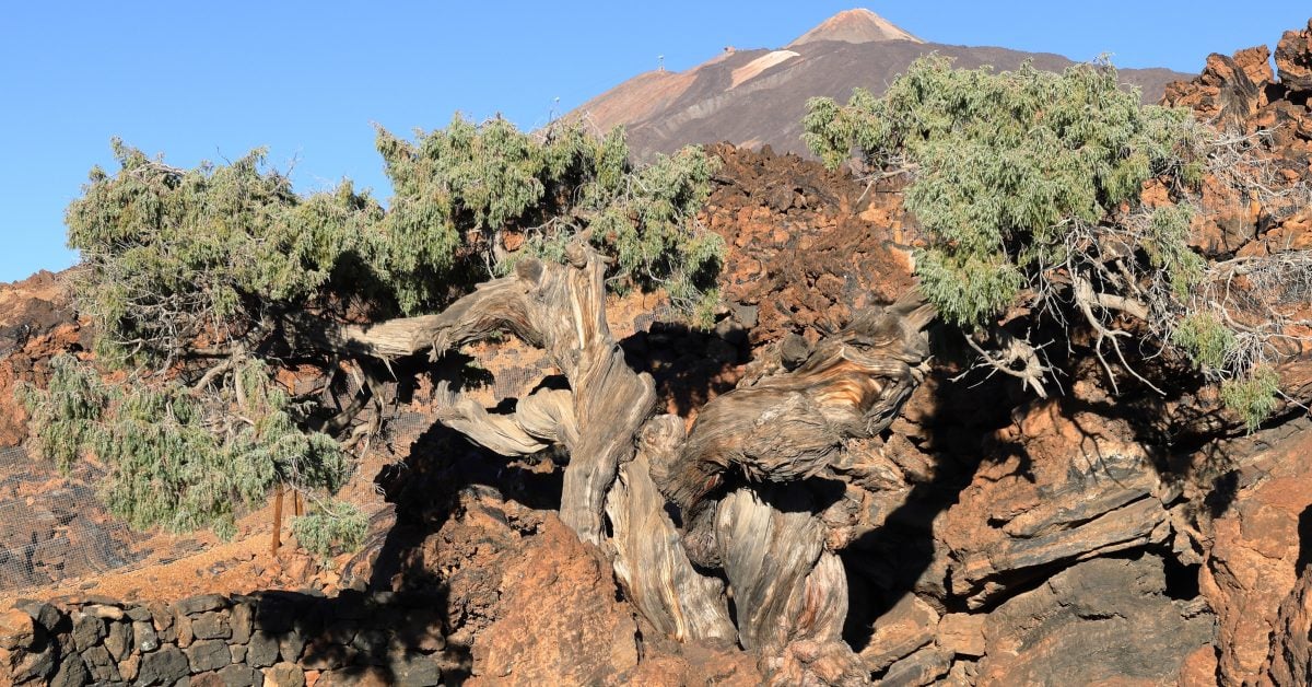 „Patriarch“ auf Teneriffa: Das ist der älteste Baum Europas